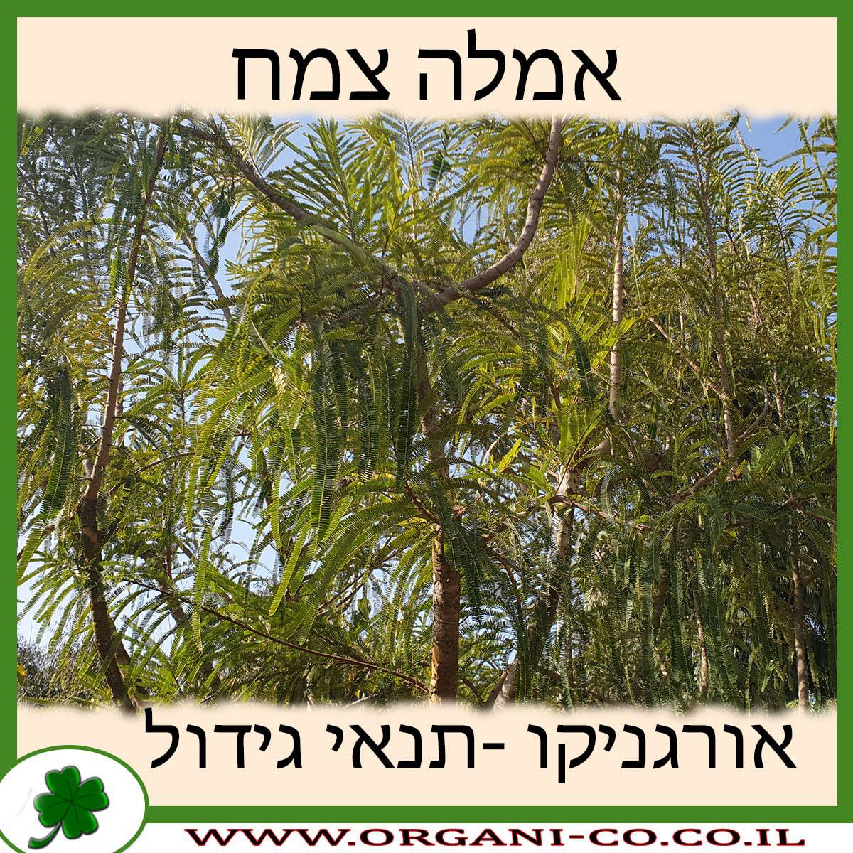 אמלה צמח