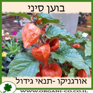 בוען סיני