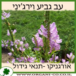 עב גביע וירג’יני
