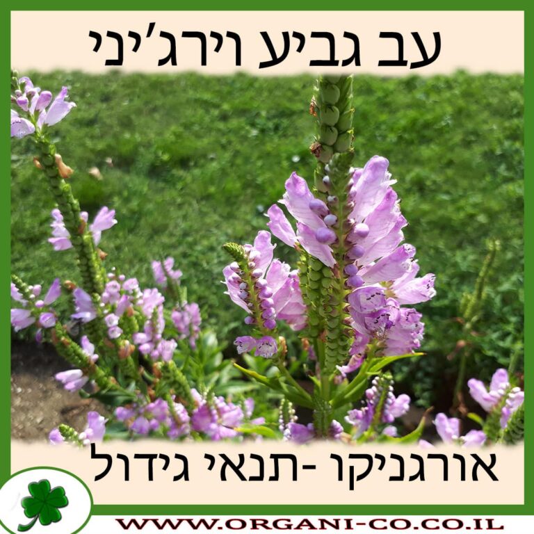 עב גביע וירג’יני