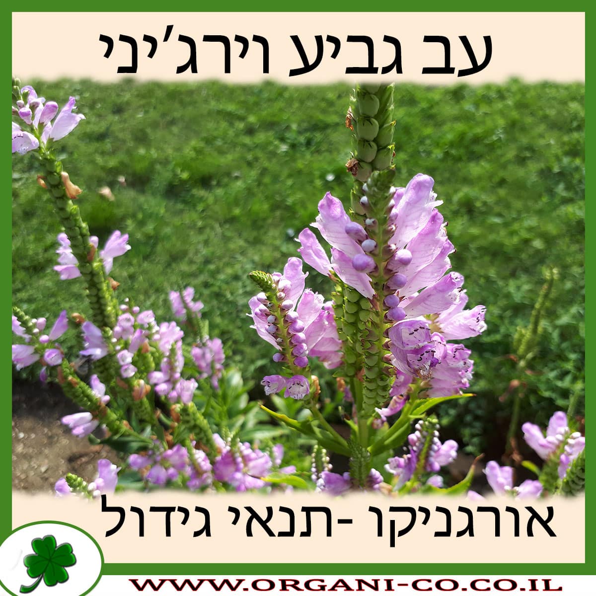 עב גביע וירג’יני