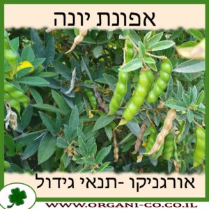 אפונת יונה