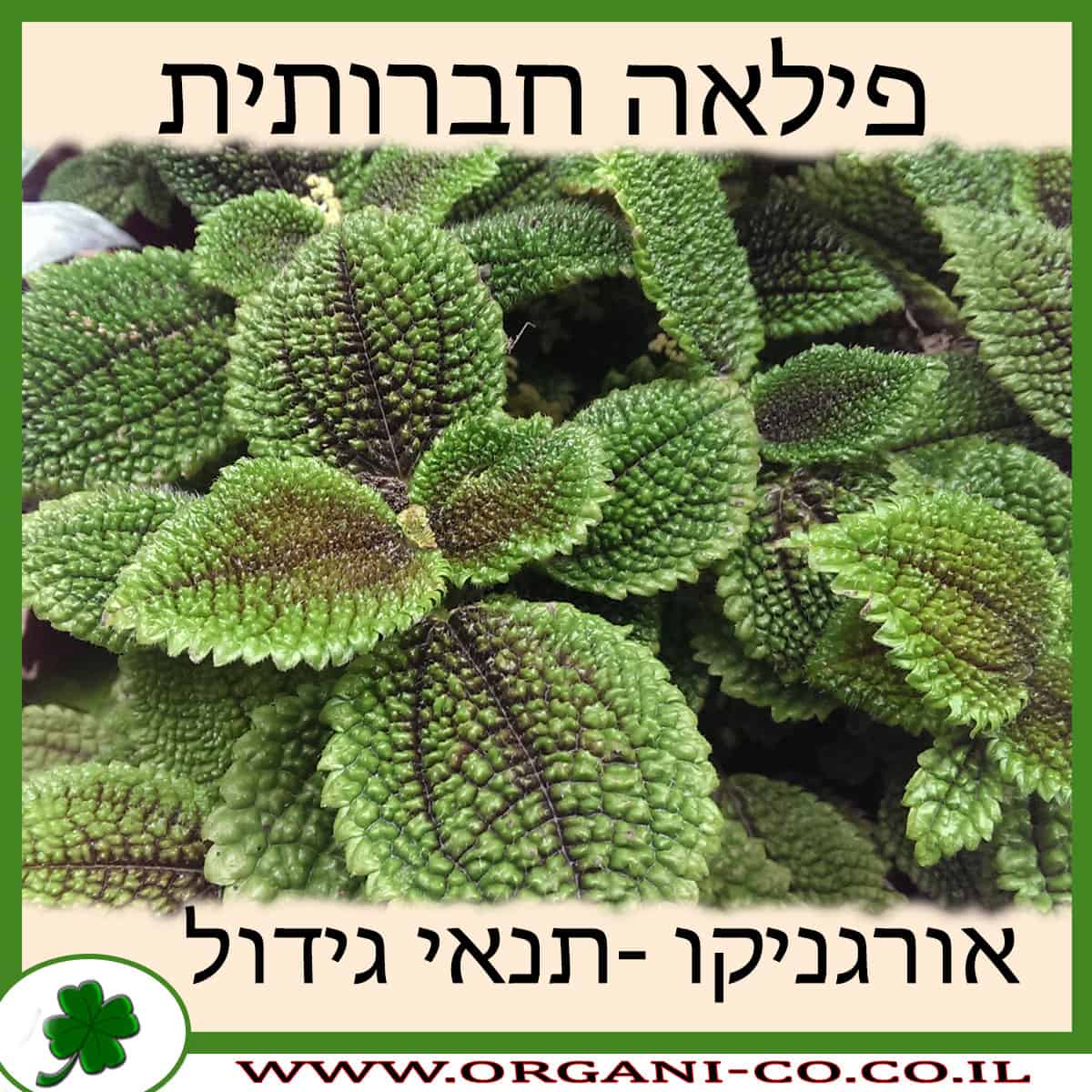 פילאה חברותית