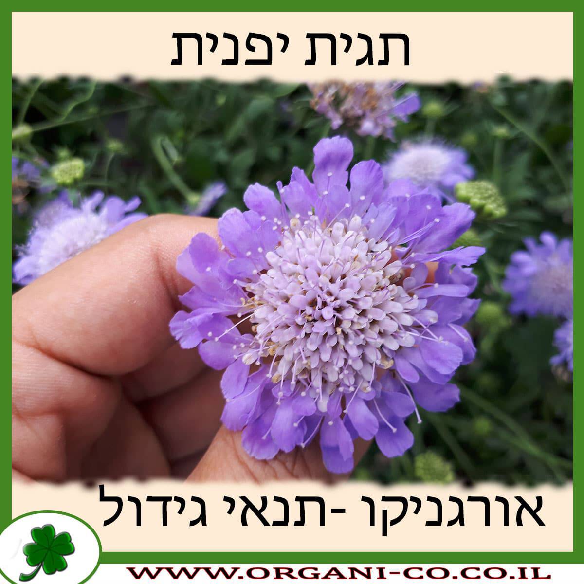 תגית יפנית