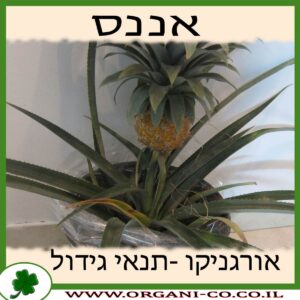 אננס גידול צמח