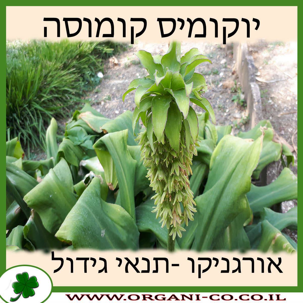 יוקומיס קומוסה