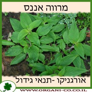 מרווה אננס