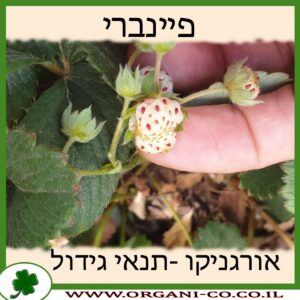 פיינברי