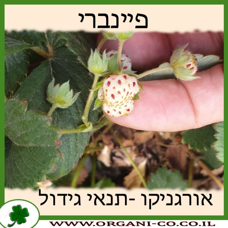 פיינברי פיינברי