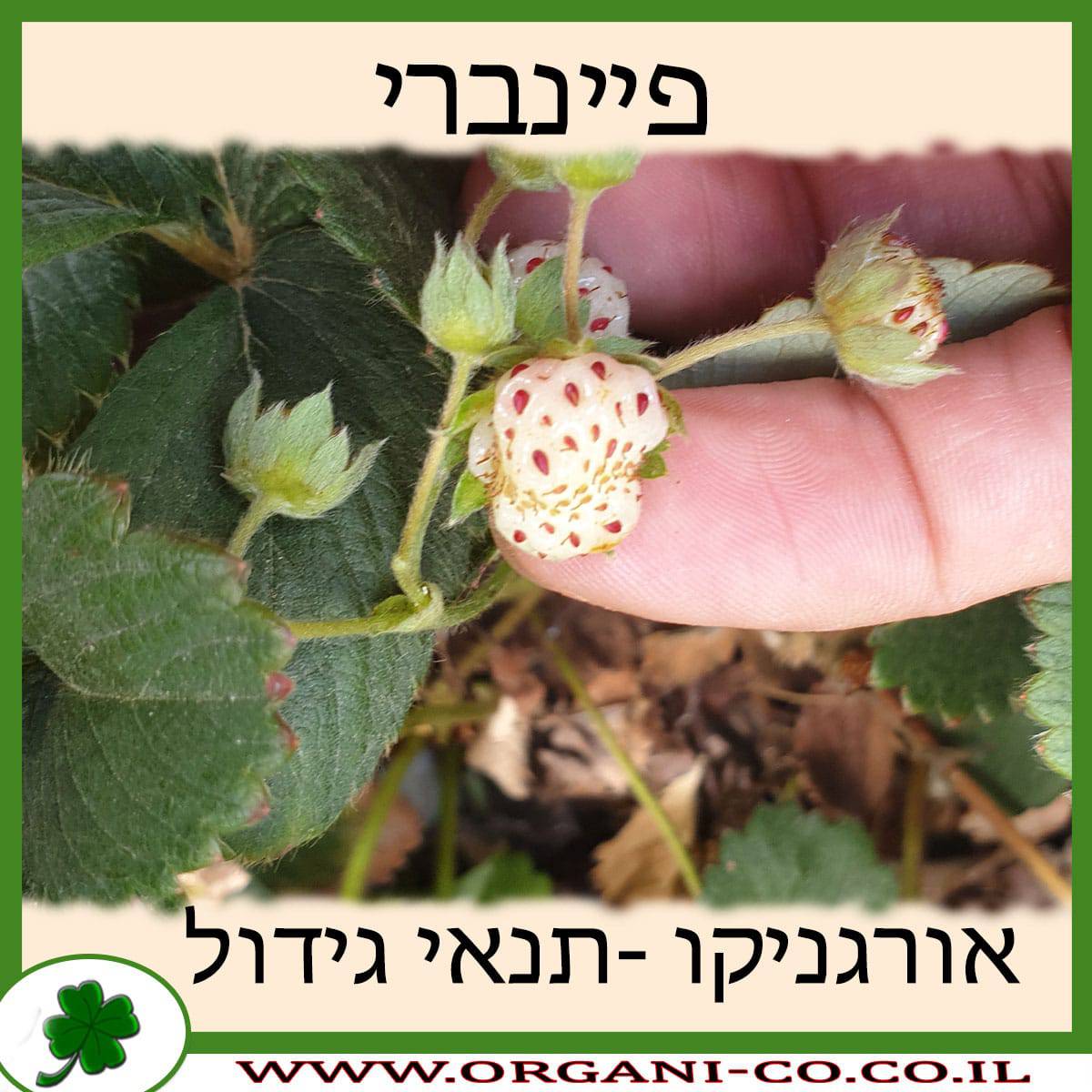 פיינברי