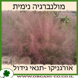 מולנברגיה נימית
