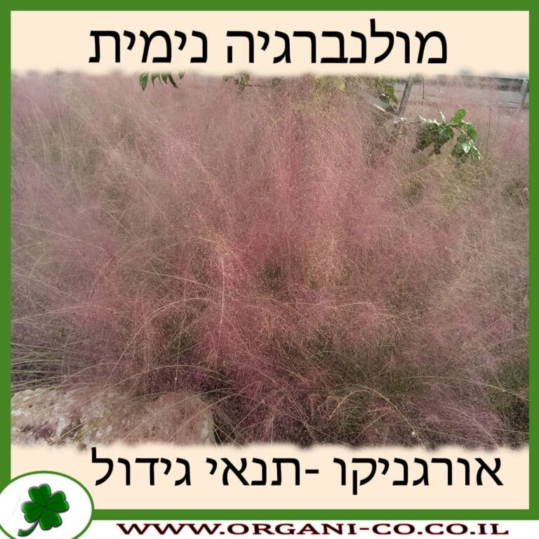 מולנברגיה נימית