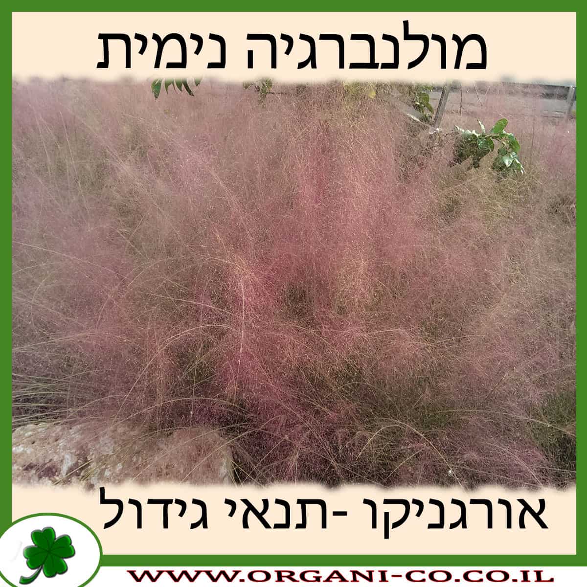 מולנברגיה נימית