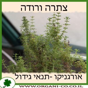 צתרה ורודה