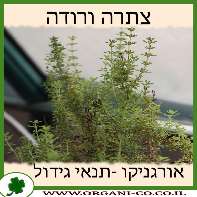 צתרה ורודה צתרה ורודה