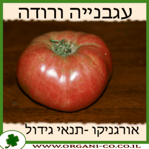 עגבנייה ורודה גידול צמח