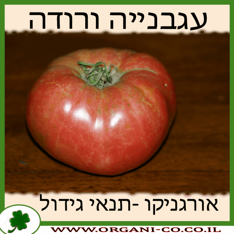 עגבנייה ורודה עגבנייה ורודה גידול צמח