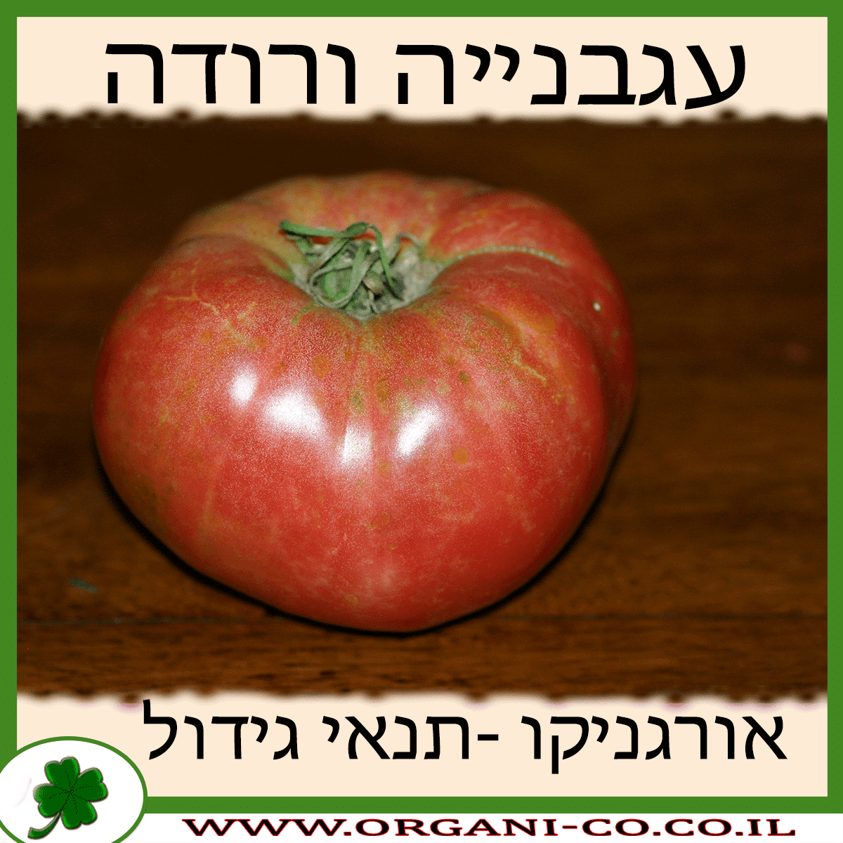 עגבנייה ורודה גידול צמח