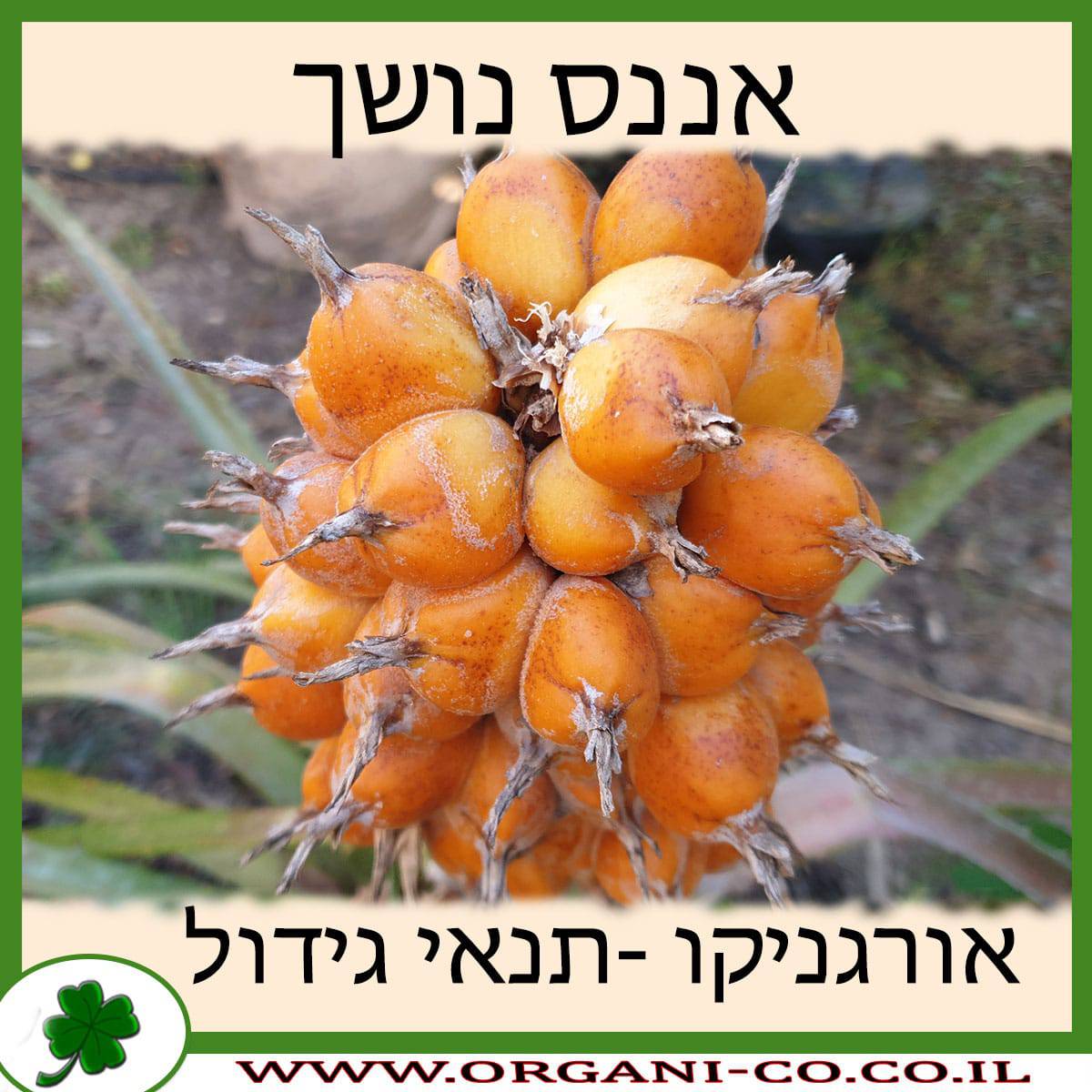 אננס נושך