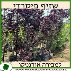 שזיף פיסרדי 50 ליטר