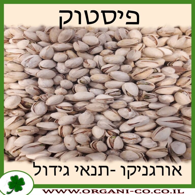 פיסטוק עץ פיסטוק גידול צמח