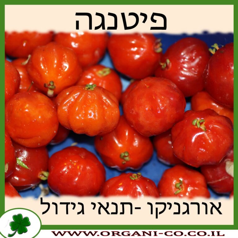 פיטנגו פיטנגה גידול צמח