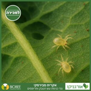 אקרית סבירסקי - נגד כנימת עש הטבק, תריפס
