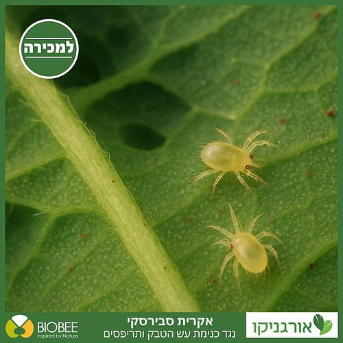 אקרית סבירסקי - נגד כנימת עש הטבק, תריפס