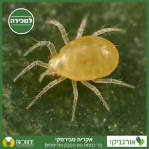 אקרית סבירסקי - טורפת כנימת עש הטבק, תריפס למכירה - מחיר