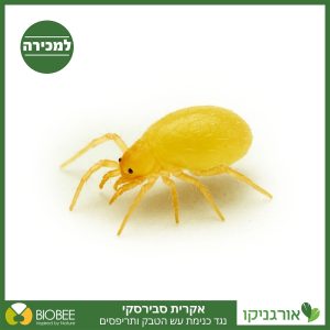 אקרית סבירסקי - טורפת כנימת עש הטבק, תריפס