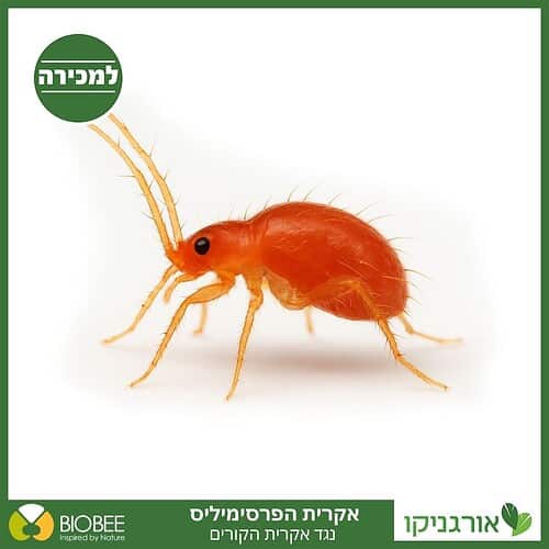 אקרית הפרסימיליס - נגד אקרית הקורים