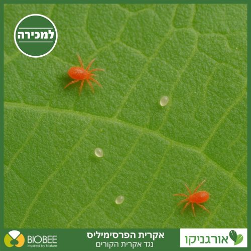 אקרית הפרסימיליס - טורפת אקרית הקורים