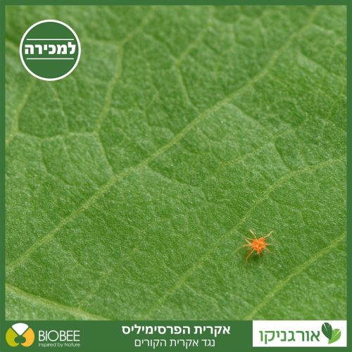⁦אקרית הפרסימיליס - נגד אקרית הקורים⁩ – תמונה ⁦2⁩