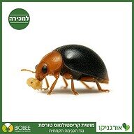 מושית קריפטולמוס - נגד כנימות קמחיות - מושיות למכירה