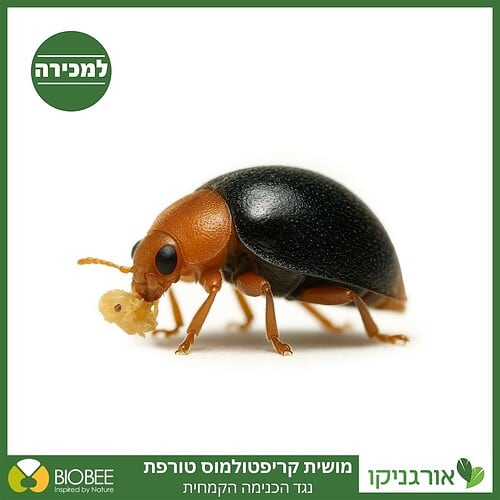 מושית קריפטולמוס - נגד כנימות קמחיות - מושיות למכירה