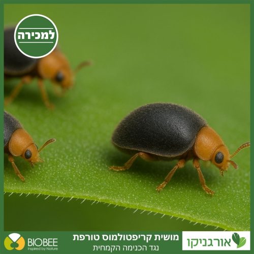 מושית קריפטולמוס - פרת משה רבינו טורף כנימות