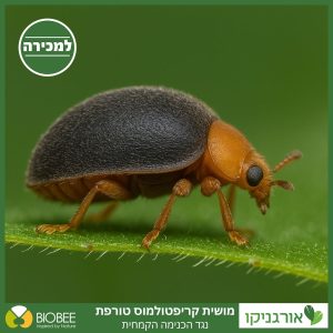 מושית קריפטולמוס - נגד כנימות קמחיות למכירה - מחיר