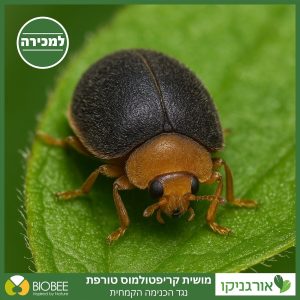 חיפושית השבע למכירה - מחיר