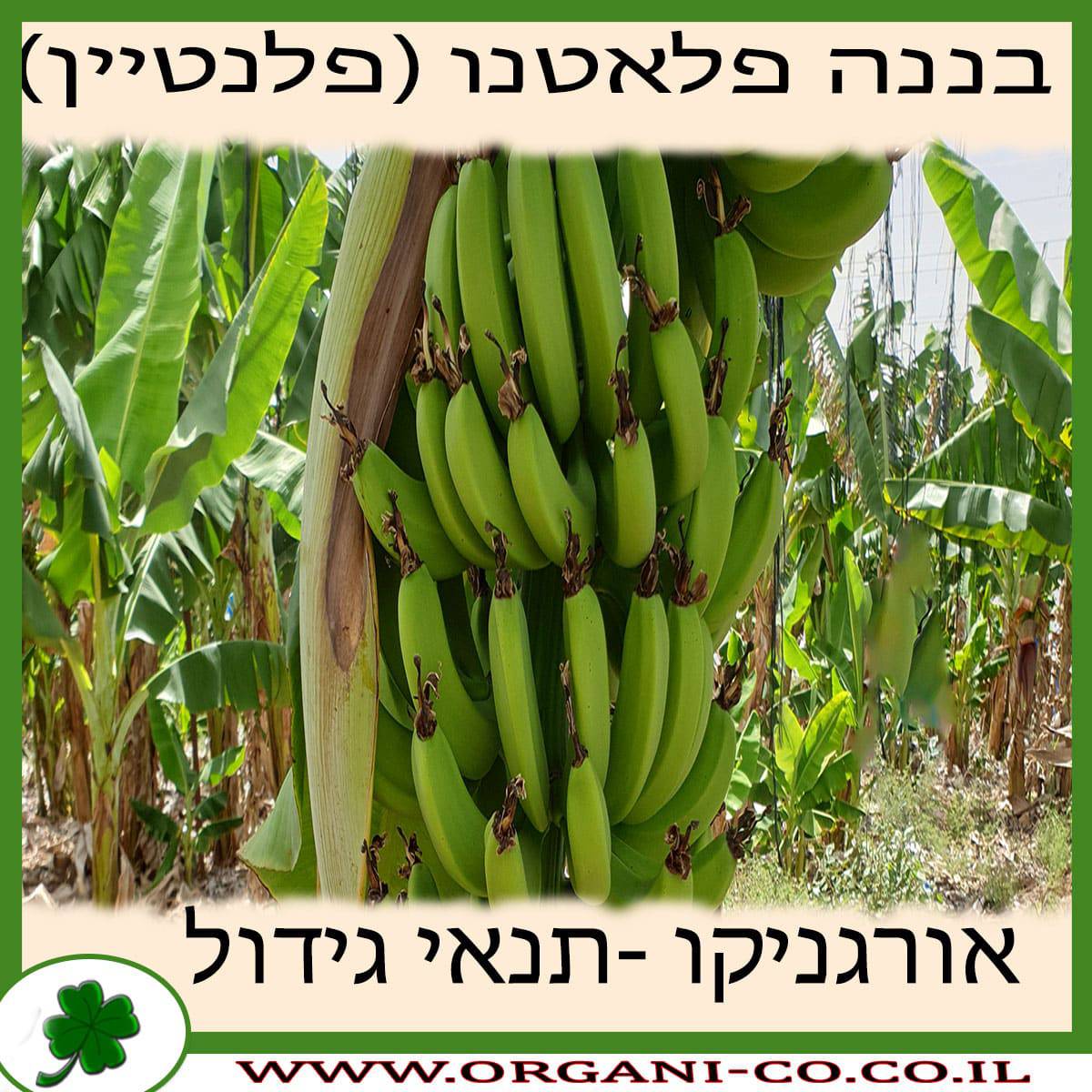 בננה פלאטנו (פלנטיין) גידול צמח