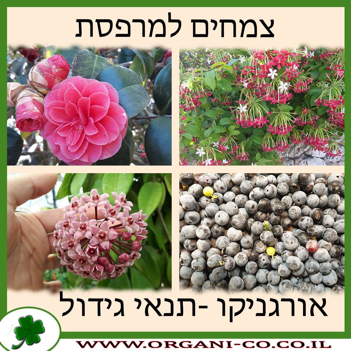 צמחים למרפסת