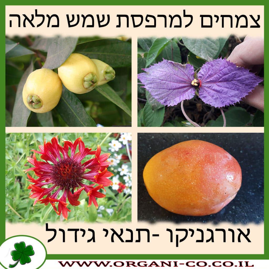 צמחים למרפסת שמש מלאה