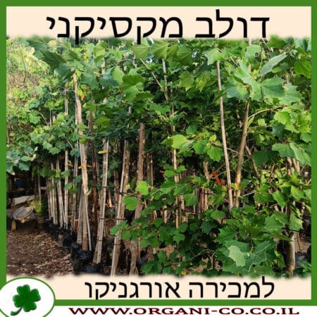 דולב מקסיקני 25 ליעד - למכירה - מחיר - אורגניקו