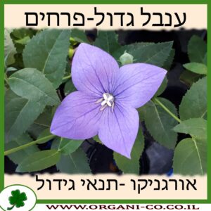 ענבל גדול-פרחים