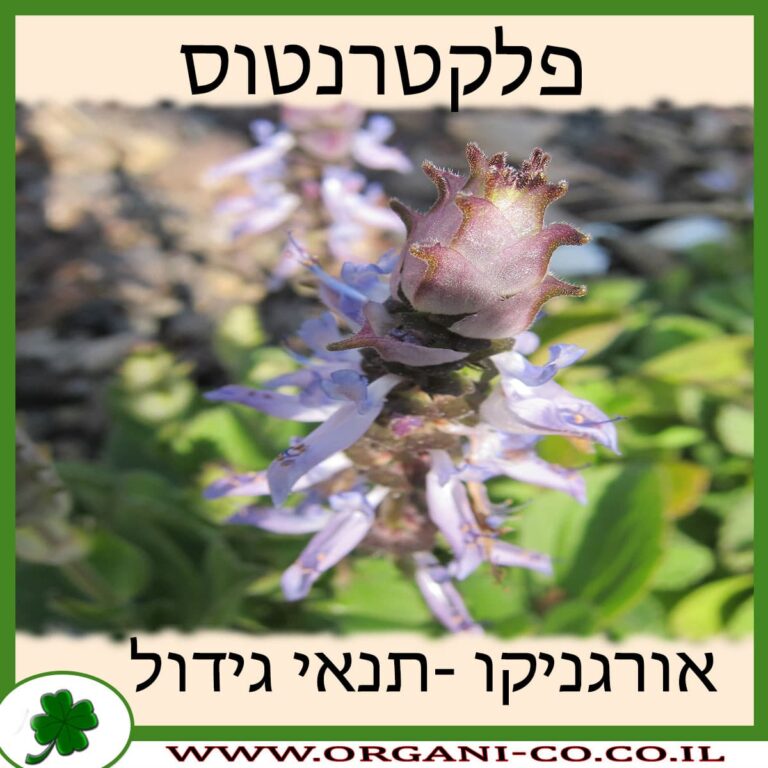 פלקטרנטוס פלקטרנטוס