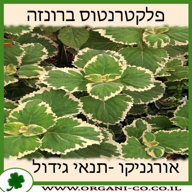 פלקטרנטוס ברונזה פלקטרנטוס ברונזה
