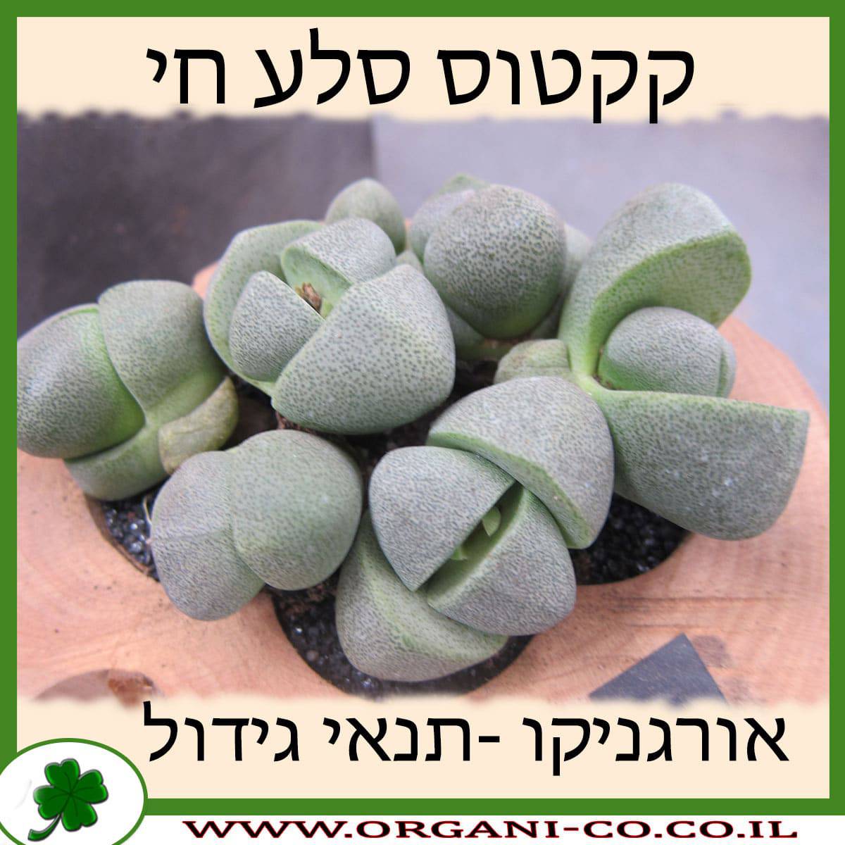קקטוס סלע חי