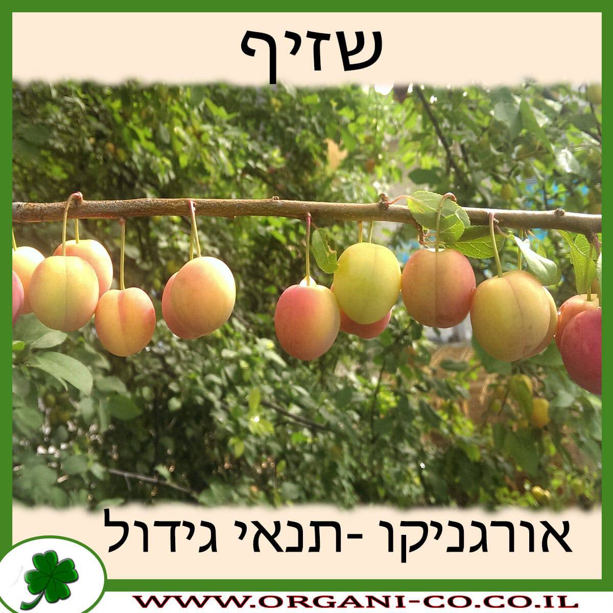 שזיף גידול צמח