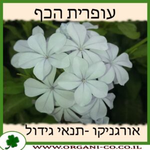 עופרית הכף