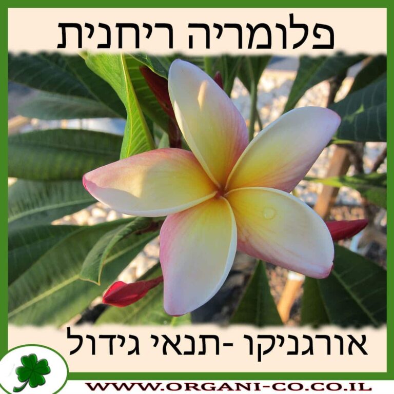 פלומריה ריחנית פלומריה ריחנית