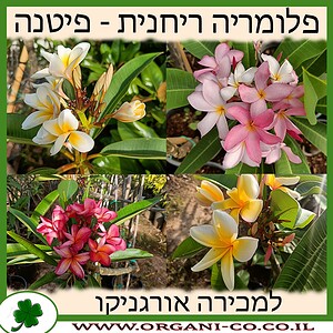 פיטנה - פלומריה למכירה - מחיר